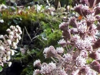 Pestwurzblüten im Grünen – Naturmotiv im Autorenprofil von Ines Siri Trost