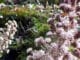 Pestwurzblüten im Grünen – Naturmotiv im Autorenprofil von Ines Siri Trost
