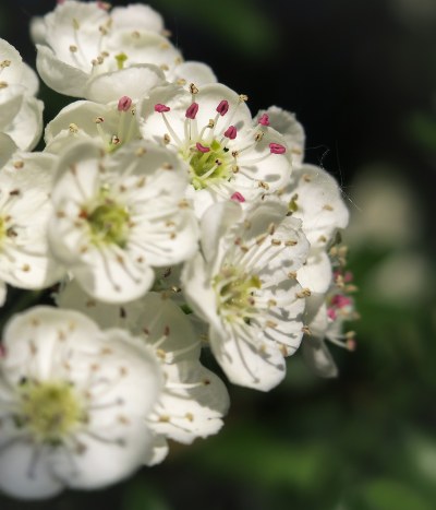 weissdornbluete-hawthorn