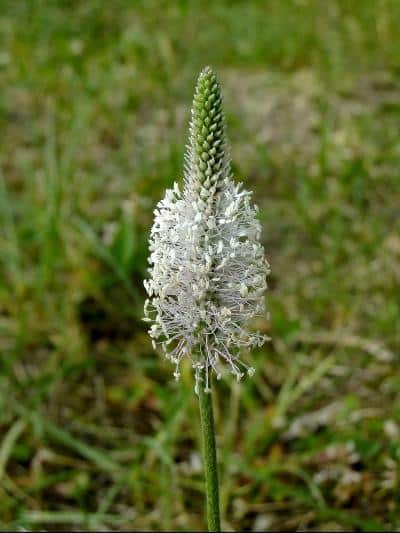 spitzwegerich-plantain