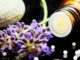 Calcium-sulfuricum-globuli