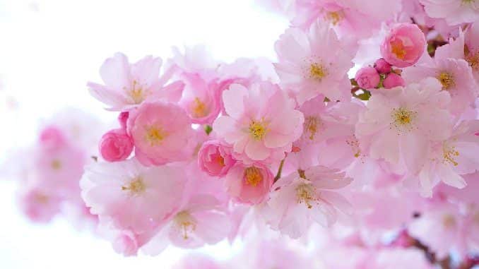 Rosa Kirschblüten an einem Zweig im Sonnenlicht