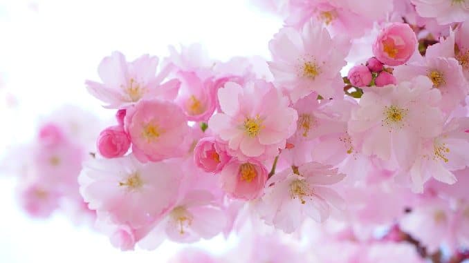 Rosa Kirschblüten an einem Zweig im Sonnenlicht