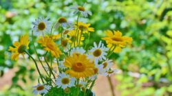 blumen heilkraeuter