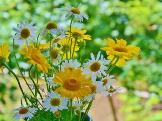 blumen heilkraeuter