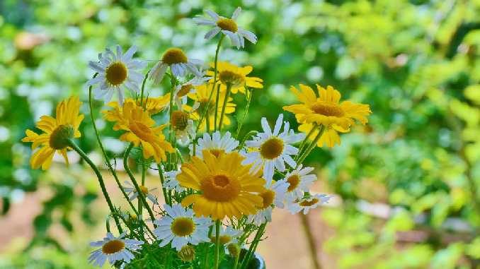 blumen heilkraeuter