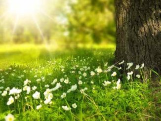 licht-natur-blumen-tree