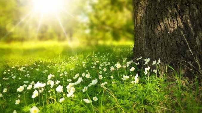 licht-natur-blumen-tree