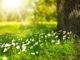 licht-natur-blumen-tree