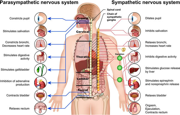 aufgaben-nervensystem-Adobe-Stock