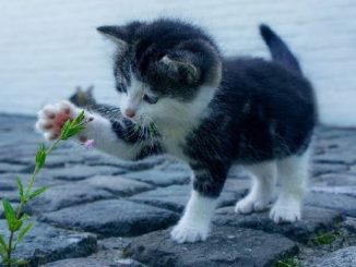 blume-katze-cat