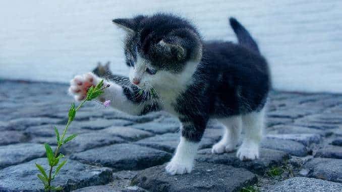 blume-katze-cat