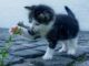 blume-katze-cat