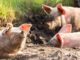 glueckliche-schweine-zukunftsvision-emanuell-charis