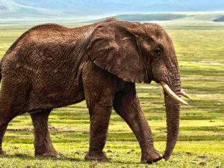 elefant-elephant