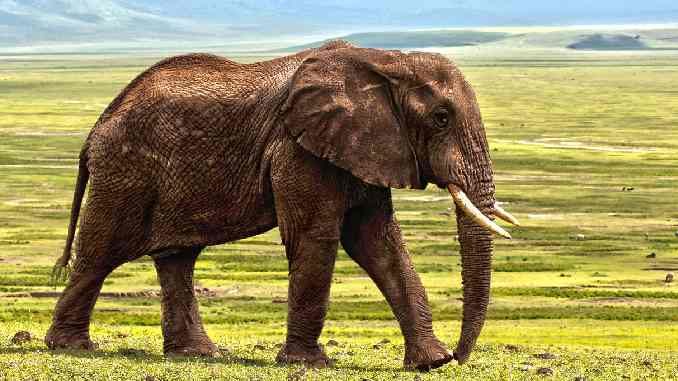 elefant-elephant