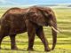 elefant-elephant