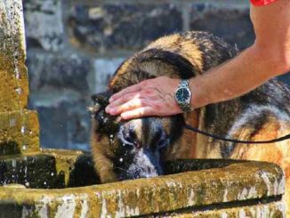 hund-trinken-tierkommunikation-alltag-dog