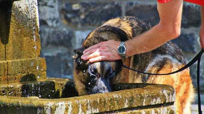 hund-trinken-tierkommunikation-alltag-dog