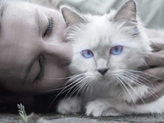 frau katze stressmomente tierkommunikation cat