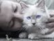 frau katze stressmomente tierkommunikation cat