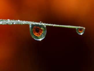 tropfen auge drops