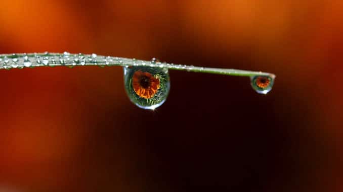 tropfen auge drops