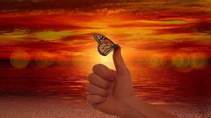schmetterling abendsonne hand like