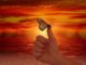schmetterling abendsonne hand like