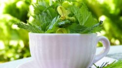 wildkraeuter-ayurveda-tasse-cup