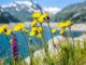 ayurveda-kraut-gewuerze-blumen-flower