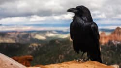 rabe-berge-crow