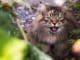 tier katze lernen siberian cat