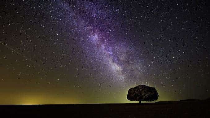 baum kosmos tree