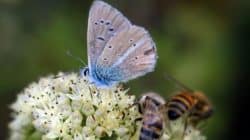 blume schmetterling bienen butterfly