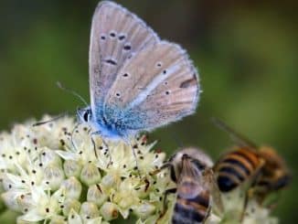 blume schmetterling bienen butterfly