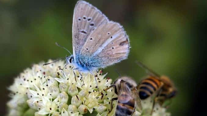 blume schmetterling bienen butterfly