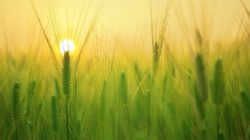 getreide sonne barley field