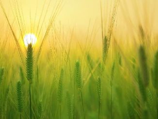 getreide sonne barley field