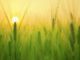 getreide sonne barley field