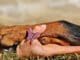 pfote hund hand paw dog