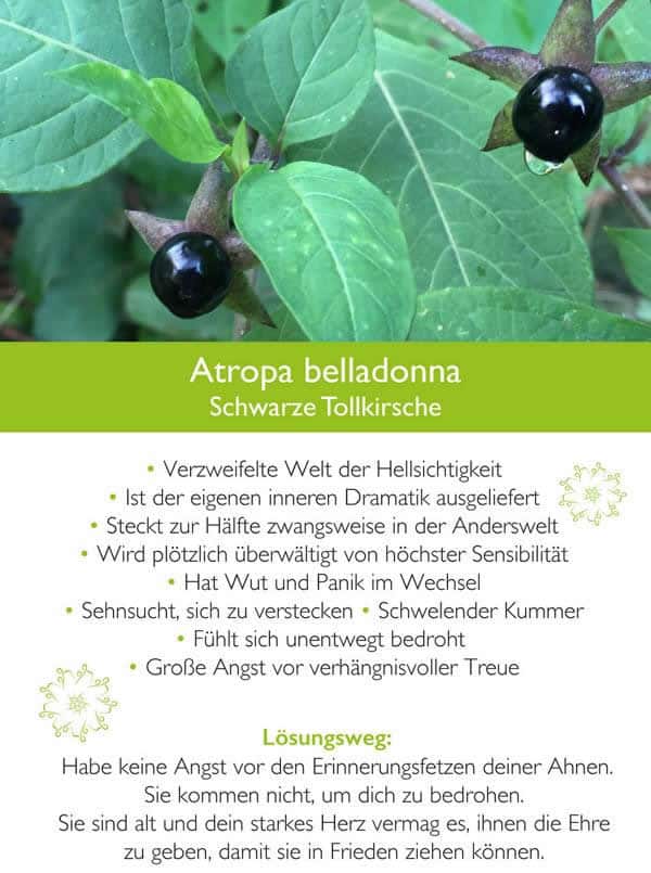 kim-fohlenstein-Belladonna