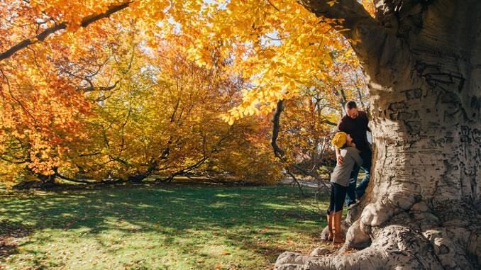 herbst paar baeume tree