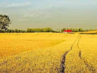 feld saat village