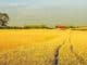 feld saat village