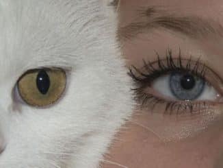 frau katze eyes