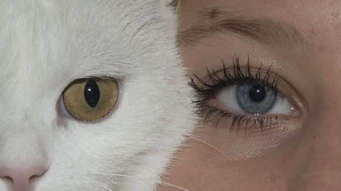frau katze eyes