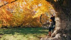 herbst paar baeume tree