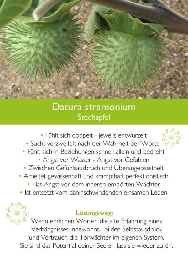 kim-fohlenstein-karte-Stramonium