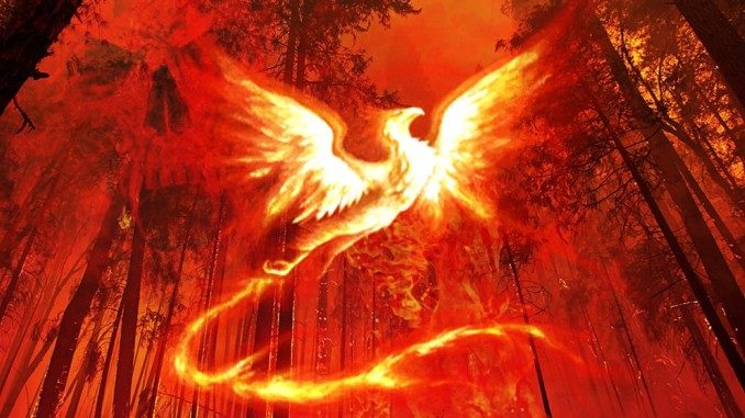 Andrea Danzer Phönix aus der Asche background